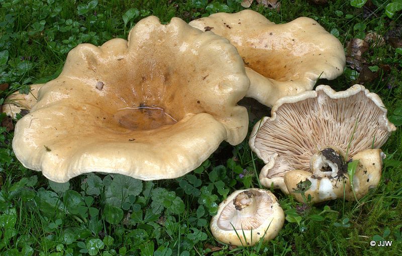 Lactarius acerrimus